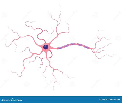 Ilustraci N De La Anatom A Neuronal Estructura Ax N De C Lulas