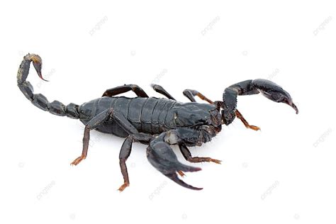 White Background Portraying Emperor Scorpion Pandinus Imperator Insect Wildlife Venom Photo And