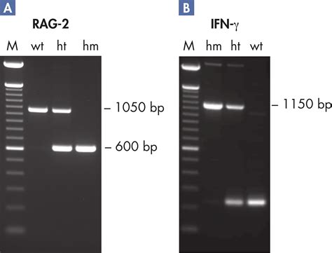 Qiagen Multiplex Pcr Kit