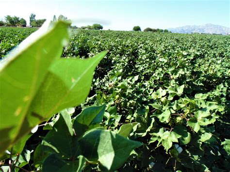 Sembradas 25 Mil 080 Hectáreas Del Primavera Verano 2022 En El Valle De