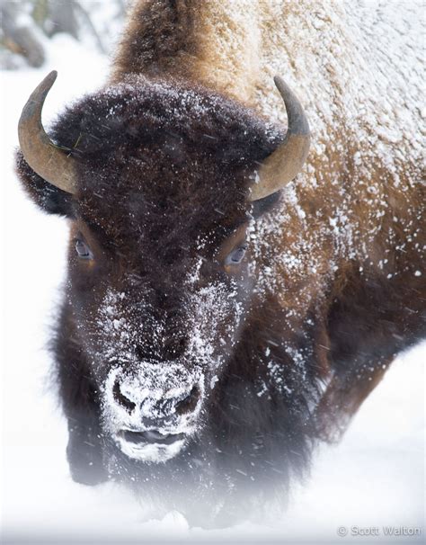 Yellowstone Scott Walton Photographs Landscape And Nature Photography