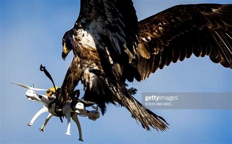 Drone-catching eagle photo goes viral. Here's the story