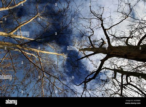 trees   stock photo alamy