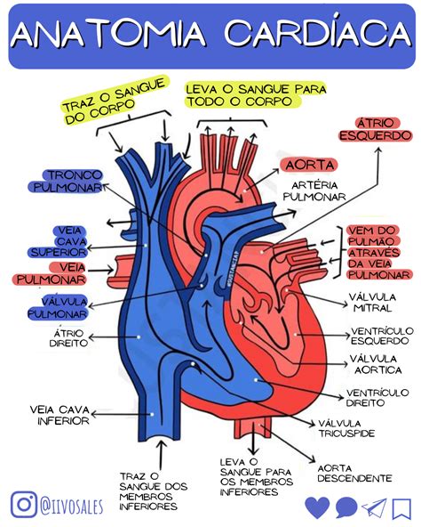 Anatomia Anatomia Medica Anatomia Anatomia Cardiaca Images Porn Sex