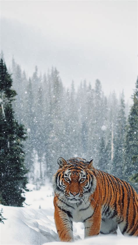 Tiger Snow Winter Wallpapers - Wallpaper Cave