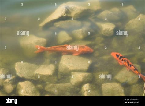 Koi Carps Fish Japanese Swimming Cyprinus Carpio Beautiful Color