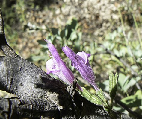 Salvia Lavandulifolia Subsp Blancoana Plant Biodiversity Of South