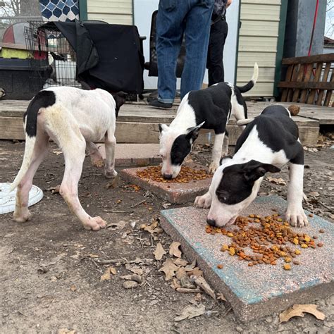 Movies gun barrel city tx theaters are seeing record sales 10