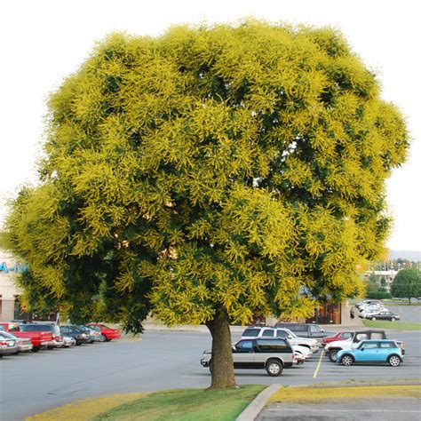 Goldenrain Tree Seeds Koelreuteria Paniculata