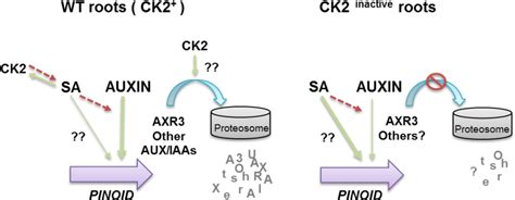 Proposed Model For The Interplay Between Auxin Salicylic Acid And