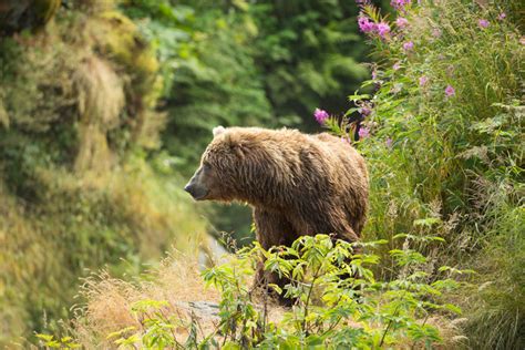 Historic Return As Grizzly Bears Reclaim Washingtons North Cascades