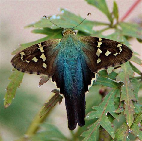 Long Tailed Skipper Alabama Butterfly Atlas