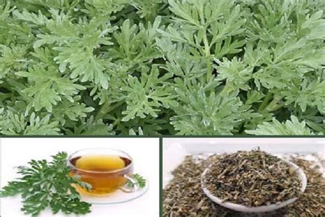 Artemisia Vulgaris Origen Usos Y Propiedades