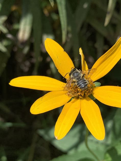 Leafcutter Mortar And Resin Bees From Fox Chase Dr Southaven