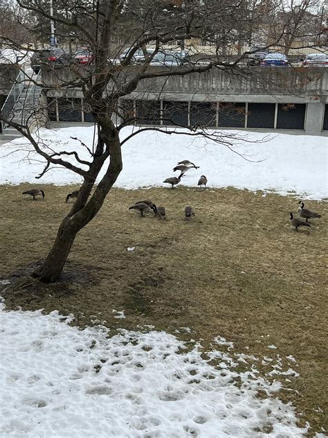 Ontario Storm Reports | Snow is starting to melt, until tonight and