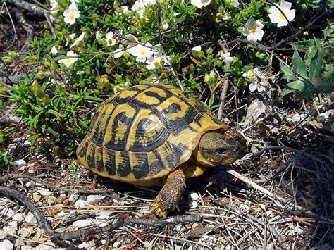 Tortue Hermann Univers Reptiles