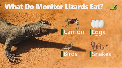 What Do Monitor Lizards Eat 11 Foods In Their Diet Imp World