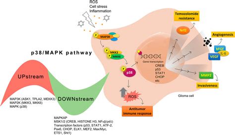 Frontiers The Functional Role Of P38 Mapk Pathway In Malignant Brain