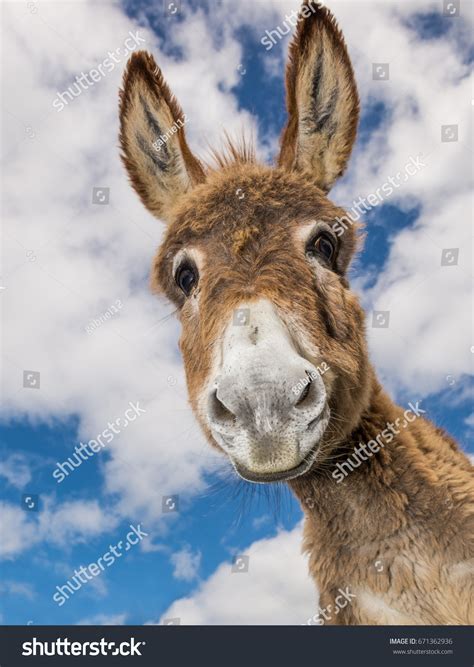 Portrait Funny Looking Cute Fluffy Donkey Stock Photo 671362936 | Shutterstock