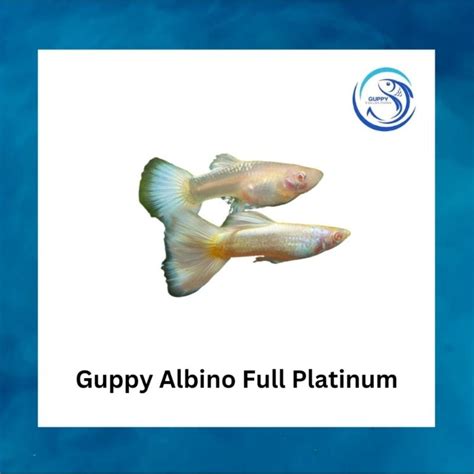 Jual Ikan Hias Aquascape Guppy Albino Full Platinum Afp Jantan Betina