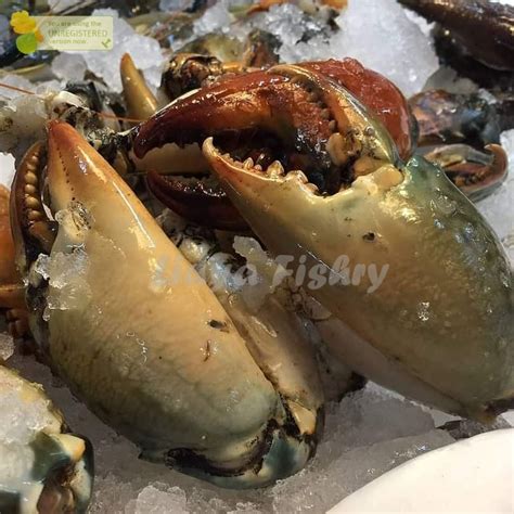 Jual Kepiting Hidup Kepiting Segar Kepiting Bakau 1Kg Shopee Indonesia