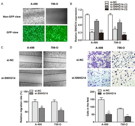 Sp Induced Up Regulation Of Lncrna Snhg As A Cerna Promotes