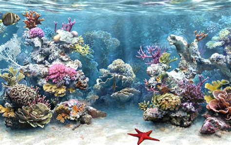 Aquarium Hd Wallpaper Aquarium Wallpaper Amazing Pictures