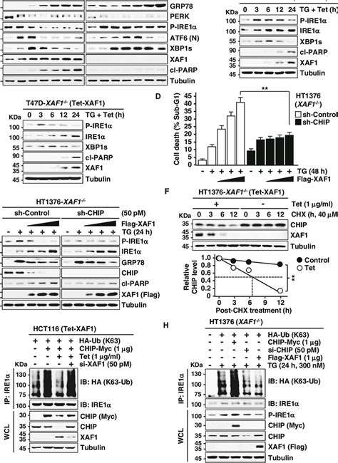 Xaf Inhibits Ire Phosphorylation By Destabilizing Chip A Comparison