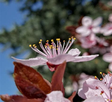 Best Spring Flower Seed stock photo. Image of garden - 253435486