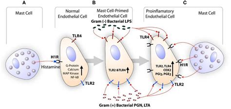 Scheme Showing The Synergistic Activation Of Inflammatory Response In