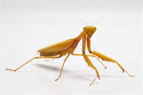 Yellow Praying Mantis On White Background Stock Image - Image of eyes ...