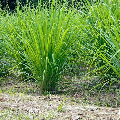 1000 Lemongrass Seeds For Planting Perennial Plant Outdoor Indoor Home Patio