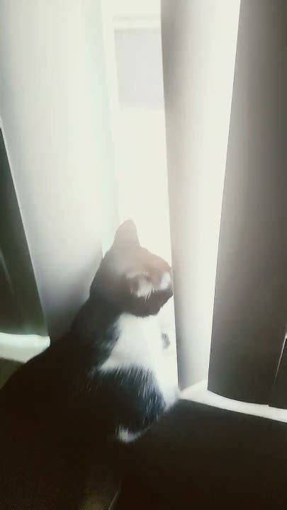 Cat Staring Out The Window Youtube