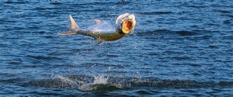 How To Tarpon Fish In Florida Keys Unique Fish Photo