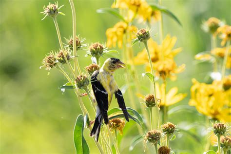20 Native Plants That Attract Gold Finches