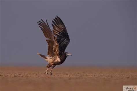 Rann of Kutch Wildlife Photography Tour | Indian National Parks - Naturewanderers.com