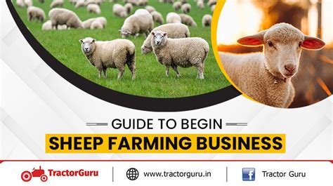 Ultimate Guide to begin Sheep Farming Business in India