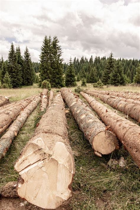 Problema Ambiental De La Tala De Rboles Selva Tropical Destruida Para