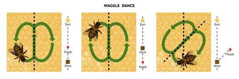 Do The Waggle Dance Bee Facts For Kids