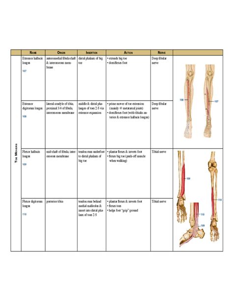 Complete Muscle Chart Free Download