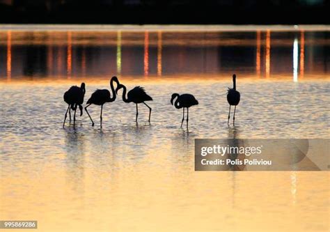 230 Larnaca Salt Lake Stock Photos, High-Res Pictures, and Images ...