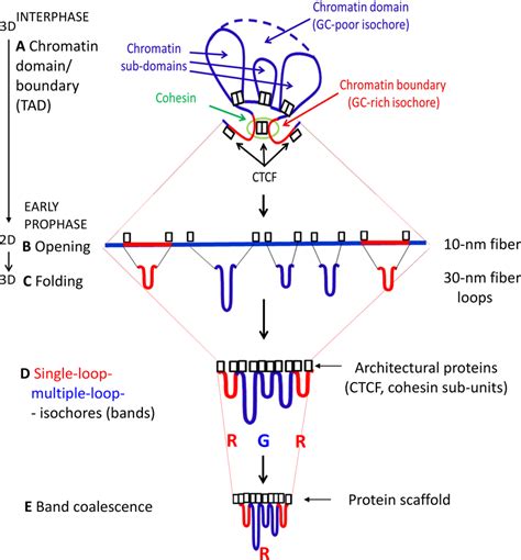 A A Scheme Of An Interphase Chromatin Loop A Topologically