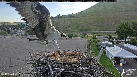 Hellgate Osprey On Twitter 06 32 6 7 The Stranger Arrived At The