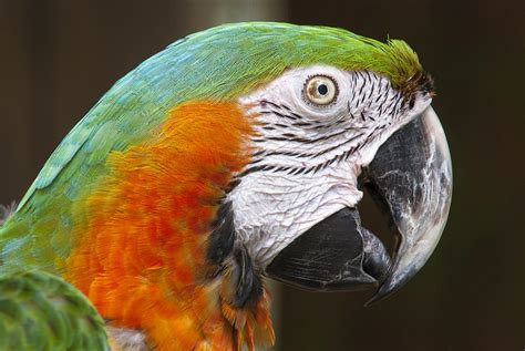 Green and Orange Macaw Profile Photograph by John McQuiston - Fine Art ...