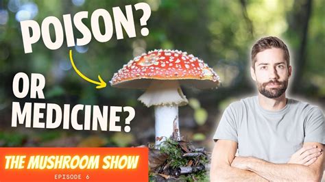 Unlocking The Secrets Of The World S Most Iconic Mushroom Amanita