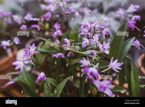 Dendrobium Kingianum Fotograf As E Im Genes De Alta Resoluci N Alamy