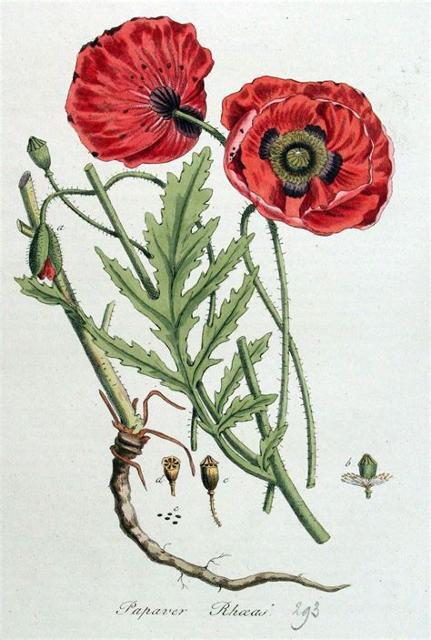 Papaver Rhoeas Drawing