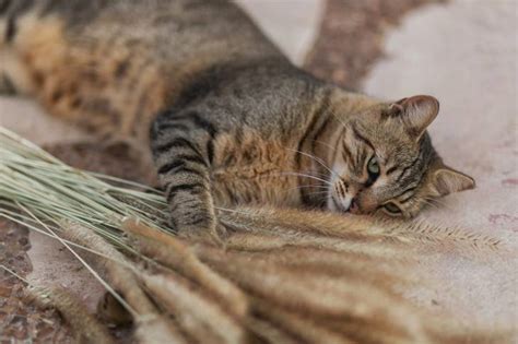 Mon Chat Saigne Du Nez Pourquoi Et Que Faire