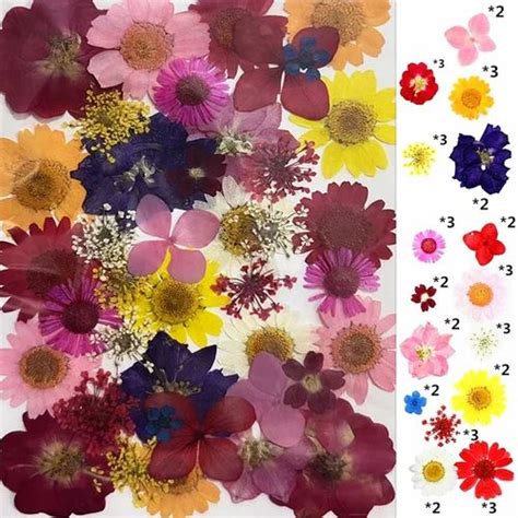 40 45Pcs Pressed Real Dried Pressed Flowers For Decoration At Rs 210