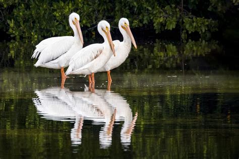 Pelicans In Florida All You Need To Know